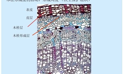 高血糖的能吃什么不能吃什么食物网 :分享血糖高的能吃什么食物-高血糖能吃什么水果有哪些知识